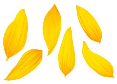 Beyaz arka planda izole edilmiş ayçiçeği yaprakları, üst manzara. Beyaz arkaplanda sarı yapraklar.