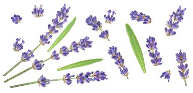 Beyaz arka planda güzel lavanta çiçekleri ve yeşil yapraklar var..