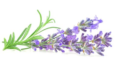 Beyaz arka planda, lavanta çiçekleri ve yeşil yapraklar. Alternatif tıp konsepti.