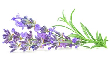 Beyaz arka planda yalıtılmış lavanta çiçekleri ve yeşil yapraklar.