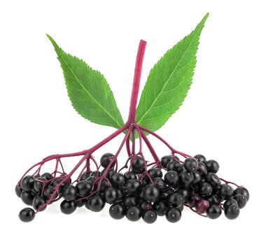 Beyaz arka planda yeşil yapraklı taze olgun mürver. Sambucus 'un böğürtlenleri.