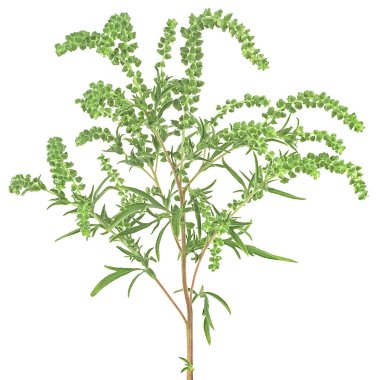 Ambrosia artemisiifolia - beyaz arka planda izole edilmiş taze ve yaygın bir yabani ot.