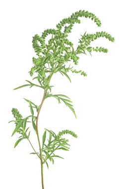 Ambrosia artemisiifolia - beyaz arka planda izole edilmiş taze ve yaygın bir yabani ot.