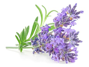 Sprigs of lavender flowers and green leaves isolated on a white background clipart