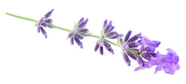 Beyaz arkaplanda yalıtılmış tek lavanta filizi