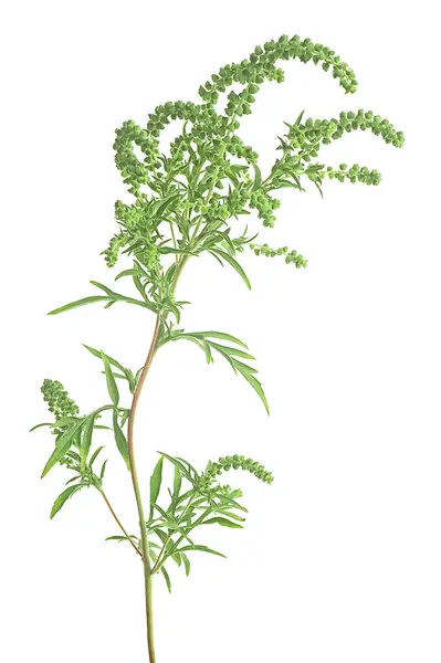 stock image Ambrosia artemisiifolia - fresh common ragweed isolated on a white background.