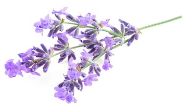 Beyaz arka planda yalıtılmış lavanta çiçekleri. Lavanta çiçekleri. Bir demet lavanta.