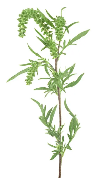 stock image Fresh common ragweed isolated on a white background, Ambrosia artemisiifolia.