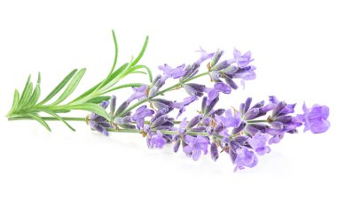 Beyaz arka planda yalıtılmış lavanta çiçekleri ve yeşil yapraklar