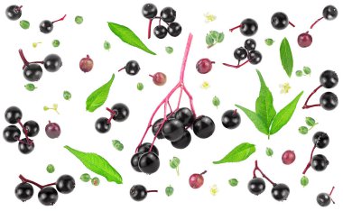 Beyaz arka planda bir Avrupa mürver (Sambucus) seti izole edildi. Mürver yaprağı ve çiçekler, yeşil, kırmızı ve yaşlı böğürtlenler. Doğal grip ilacı..