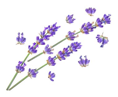 Beyaz arka planda bulunan lavanta çiçeği dalları, üst manzara. Güzel kokulu lavanta çiçekleri.