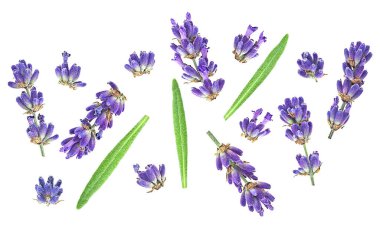 Beyaz arka planda taze lavanta dalları ve yeşil yapraklar, üst manzara.