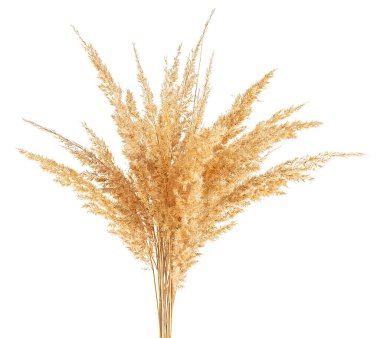 Beyaz arka planda izole edilmiş bir sürü bulrush dikenleri var. Reed dikenleri. Vahşi çiviler.