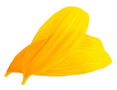 Beyaz arka planda izole edilmiş iki sarı ayçiçeği yaprağı. Taze ayçiçeği yaprakları.