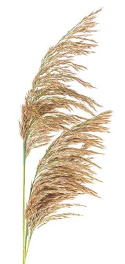 Beyaz arka planda izole edilmiş birkaç sonbahar kabarık kulağı. Bir sürü sazlık. Çiviler..