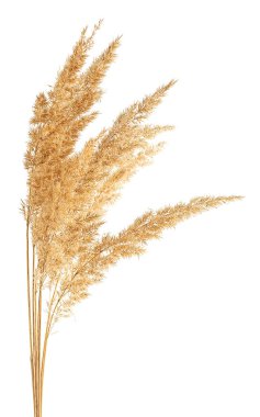 Beyaz arka planda izole edilmiş bir sürü bulrush dikenleri var. Reed dikenleri. Vahşi çiviler.