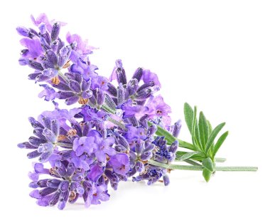 Beyaz arka planda yeşil yapraklı lavanta çiçekleri. Bir buket taze lavanta..