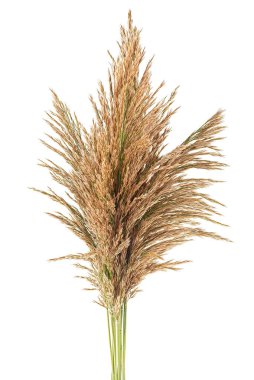 Bir grup sazlık, beyaz arka planda izole edilmiş. Sonbahar bulrush kulakları.