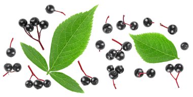 Sambucus böğürtlenleri ve yeşil yapraklar beyaz arka planda, üst tarafta. Yaşlı böğürtlen dalları.