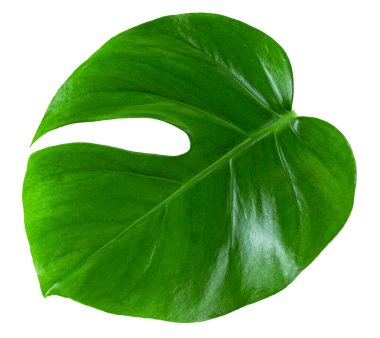 Beyaz arka planda izole edilmiş tropik canavar bitkisi yaprağı. Monstera deliciosa yaprağı veya İsviçre peynir bitkisi.