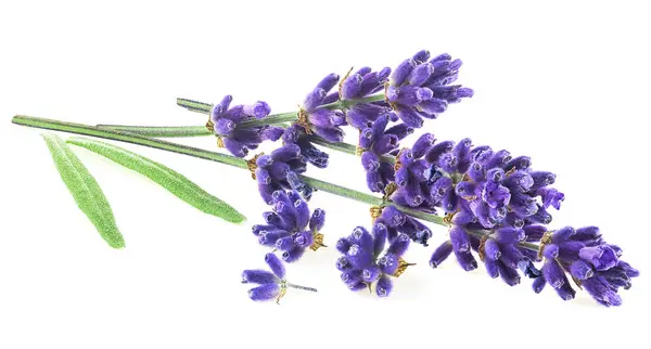Lavender flowers and green leaves isolated on a white background. Alternative medicine concept.