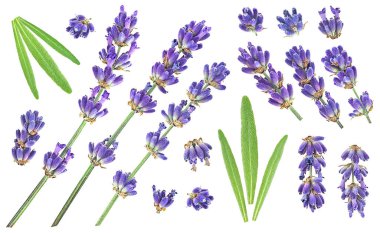 Lavanta çiçekli dallar ve yapraklar beyaz arka planda izole, üst manzara. Lavanta koleksiyonu.