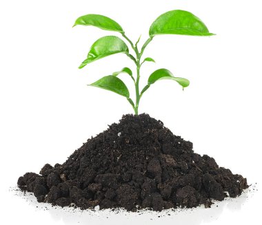 Topraktan çıkan yeşil filizler beyaz arka planda izole edilmiş, bahçecilik kavramı. Küçük ağaç ve verimli toprak..