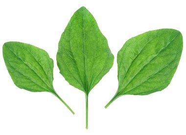 Beyaz arka planda üç yaprak izole edilmiş, üst manzara. Bitki uzmanı, tıbbi bitki..
