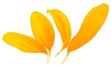 Beyaz arka planda izole edilmiş güzel ayçiçeği yaprakları. Taze sarı yapraklar..