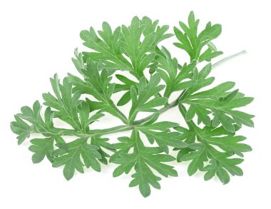 Beyaz bir arka planda izole edilmiş tıbbi pelin otu, taze bir çalı filizi. Artemisia absinthium.