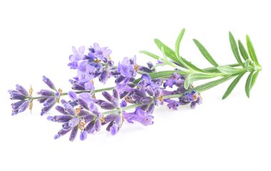 Beyaz arka planda solmuş lavanta çiçekleri ve yeşil yapraklar. Taze lavanta çiçekleri.