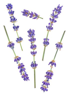 Beyaz arka planda taze lavanta çiçekleri, üst manzara. Güzel kokulu lavanta çiçekleri.