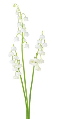 Vadinin güzel zambakları beyaz bir arka planda izole edilmiş.