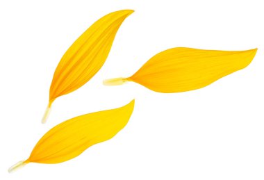 Beyaz arka planda izole edilmiş ayçiçeği yaprakları, üst manzara. Üç sarı taç yaprağı.