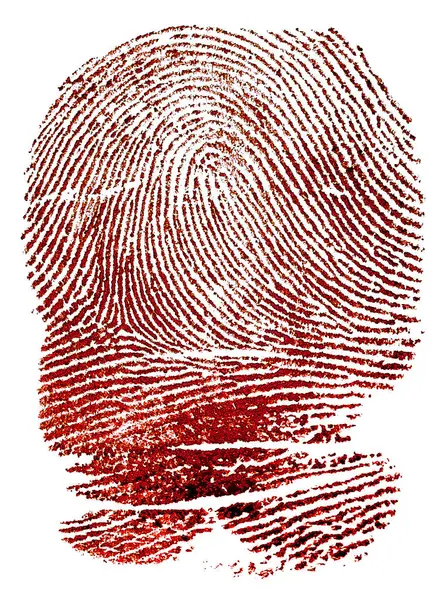 Kanlı parmak izleri beyaz arka planda izole edilmiş. Kırmızı mürekkep parmak izi.