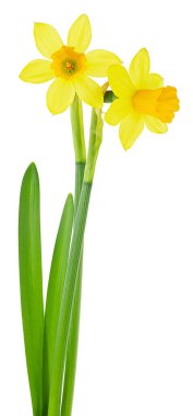 Beyaz arka planda yaprakları olan narsisli çiçekler. Bir sürü parlak bahar sarısı nergis. Bahar mevsimi.