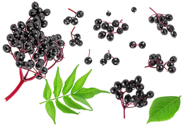 Ripe black elderberry or Sambucus isolated on a white background, top view. Set of berries and green leaves.