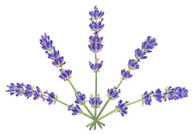 Beyaz arka planda izole edilmiş lavanta çiçekleri koleksiyonu, üst görünüm.