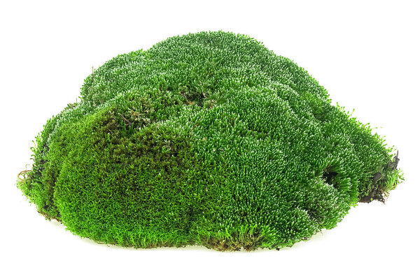 Green forest moss isolated on a white isolated background. Wet green moss.