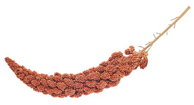 Kırmızı darı dalı beyaz arka planda izole edilmiş, üst manzara. İtalyan darı.