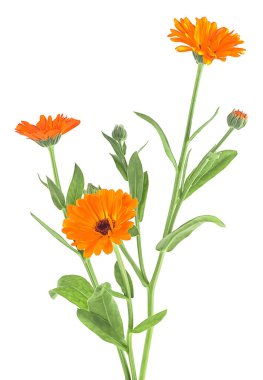 Beyaz arka planda yaprakları olan bir buket turuncu kadife çiçeği. Calendula officinalis, bitkisel ilaç.