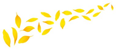 Beyaz arka planda izole edilmiş taze sarı ayçiçeği yaprakları. Uçan taç yaprakları.