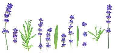 Beyaz arka plan, üst manzara izole farklı çiçek dalları ve yeşil lavanta yaprakları seti.