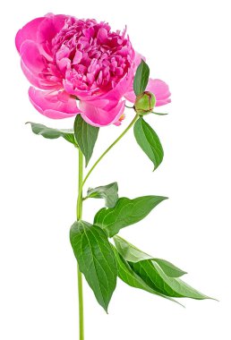 Beyaz arka planda yeşil yapraklı pembe şakayık. Güzel bahar çiçeği.