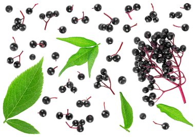 Beyaz arka planda izole edilmiş yeşil yapraklı mürver ya da Sambucus koleksiyonu. Böğürtlen, alternatif tıp.