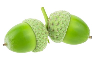 Beyaz arka planda izole edilmiş iki yeşil meşe palamudu. Bir çift genç meşe palamudu.