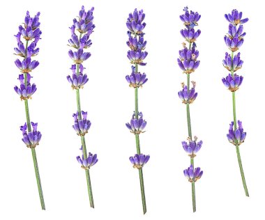 Beyaz arka planda bulunan lavanta çiçeği dalları, üst manzara. Lavanta dalları.