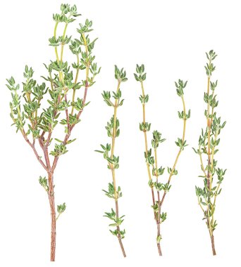 Beyaz arka planda izole edilmiş taze kekik dalları, üst manzara. Timus filizleri.