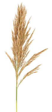 Reed Spike beyaz bir arkaplanda izole edilmiş. Sonbahar kulağı.