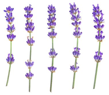 Beyaz arkaplandaki lavanta çiçekleri, üst manzara. Lavanta dalları.